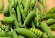 Quelles sont les différentes variétés de haricots vert ?