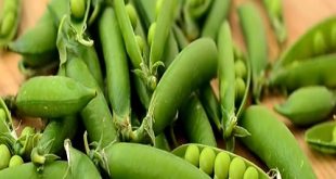 Quelles sont les différentes variétés de haricots vert ?