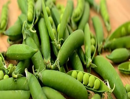 Quelles sont les différentes variétés de haricots vert ?