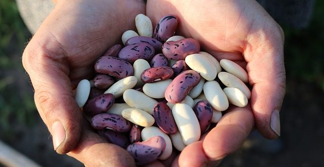 Comment consommer les haricots d'Espagne