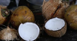 Tout savoir sur l’usage de la noix de coco