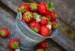 Bienfaits des fraises pour la santé