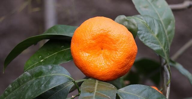 Valeur nutritionnelle du mandarine