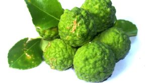 Comment consommer la bergamote