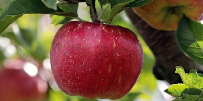 Récolte de pommes dans le monde