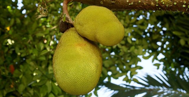 Comment conserver le fruit du Jacquier ?