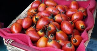 Les bénéfices du fruit tamarillo