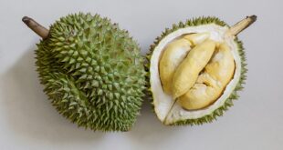 Tout savoir sur le bienfaits du durian
