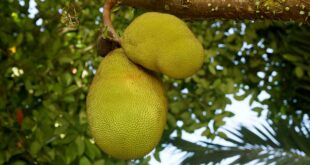 fruit du jacquier comment le manger