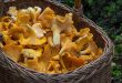 Avec quoi accompagner les chanterelles ?