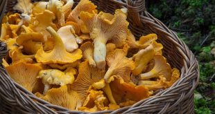Avec quoi accompagner les chanterelles ?