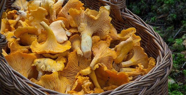 Avec quoi accompagner les chanterelles ?