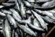 Les bienfaits du sardine sur la santé