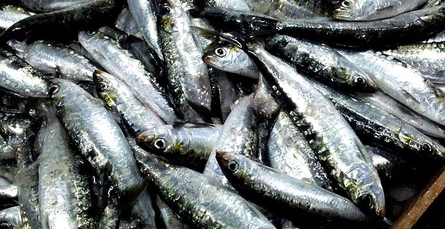 Les bienfaits du sardine sur la santé