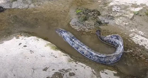 La lamproie est elle un poisson