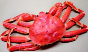 Le crabe des neiges (Chionoecetes opilio)