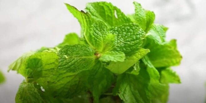 Comment utiliser la menthe dans son assiette