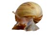 Tout savoir sur les caractéristique des mollusques