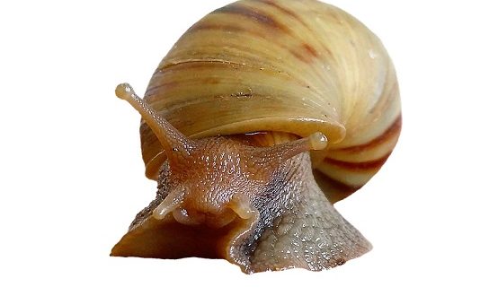 Tout savoir sur les caractéristique des mollusques