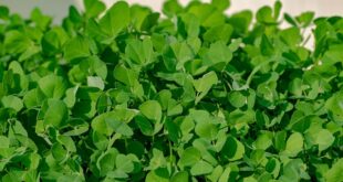 Fenugrec en poudre utilisation