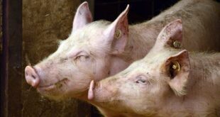 Viande de porc est-elle dangereuse
