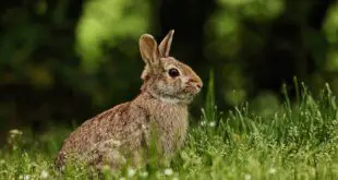Documentaire exposé sur le lapin