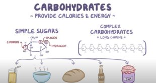 Hydrate de carbone en nutrition