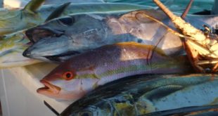 Les bénéfices du poisson sur la santé