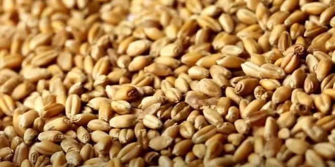 Pourquoi il est bon de manger du blé complet