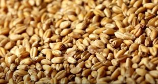 Pourquoi le blé complet est meilleur pour la santé