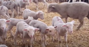 Comment choisir et acheter la viande d'agneau