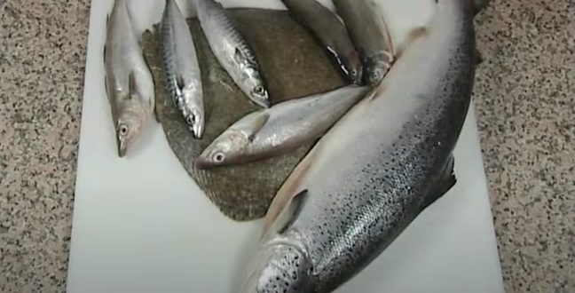 Méthodes pour acheter des poissons frais