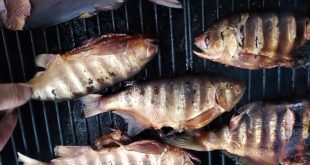 Filets de laquaiche aux yeux d’or grillés