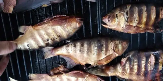 Filets de laquaiche aux yeux d’or grillés