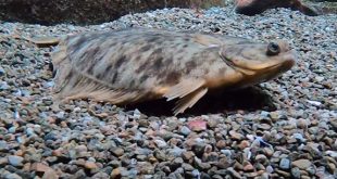 Tout savoir sur les poissons qui sont plats