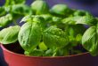 Comment préparer vinaigrette au basilic 