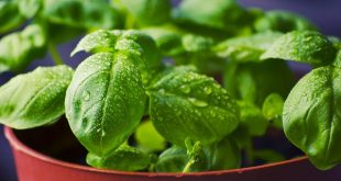 Comment préparer vinaigrette au basilic 