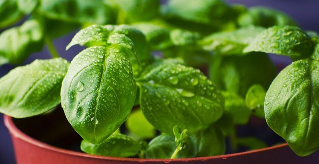 Comment préparer vinaigrette au basilic 