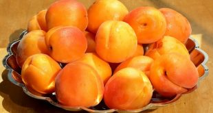 Recette bouton d’or aux abricots faciles